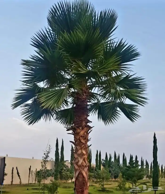 نخل واشنطني زينه واشنطن 4