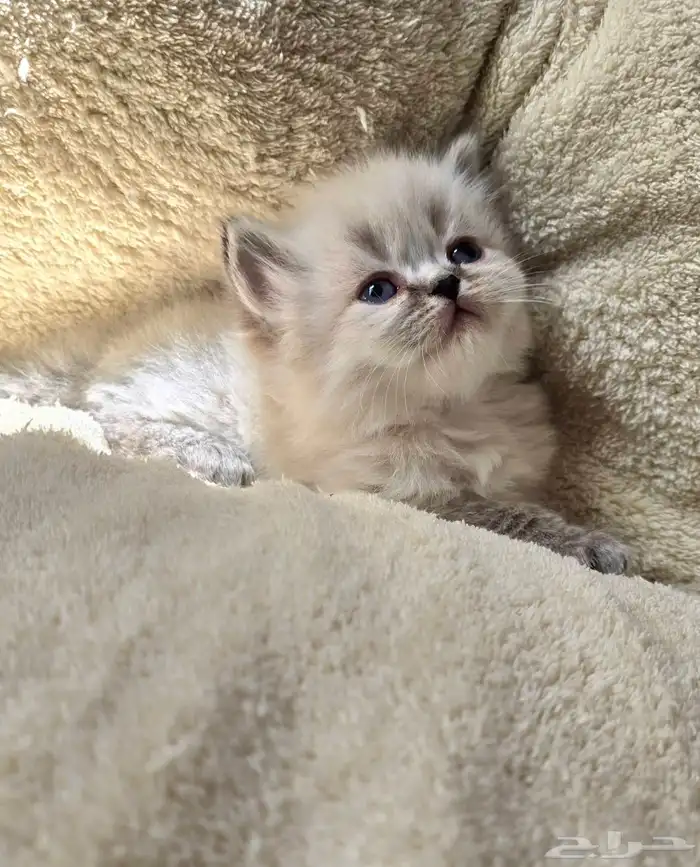 كتن همالايا للبيع 3