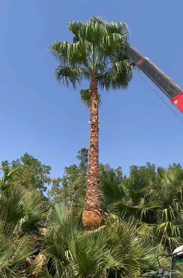 نخل واشنطني زينه واشنطن 2