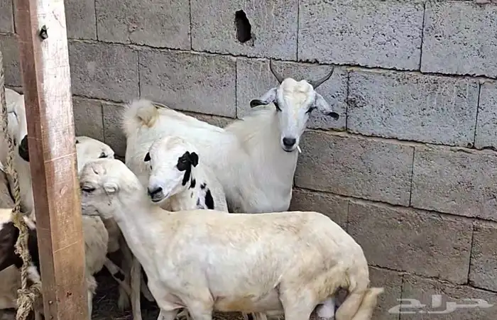 تيس بلدي سمين جذع صغير سن 1