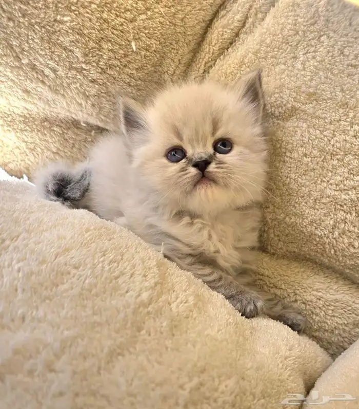 كتن همالايا للبيع 2