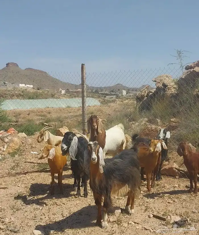 معزا عوارض صنف مقاني ديره ولد وفيهاء حصيب 1