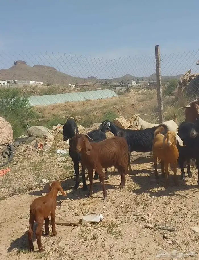 معزا عوارض صنف مقاني ديره ولد وفيهاء حصيب 3