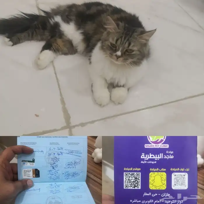 قطة للتبني 0