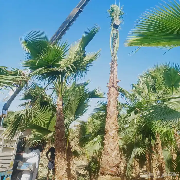 للبيع نخل واشنطني زينه اغلب المقاسات موجوده 2