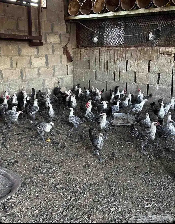 البيع دجاج فيومي 0