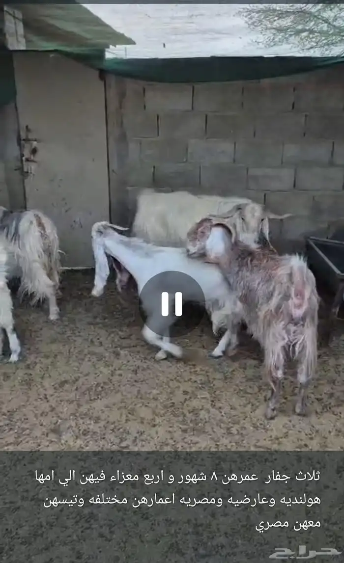 لبيع معز 1