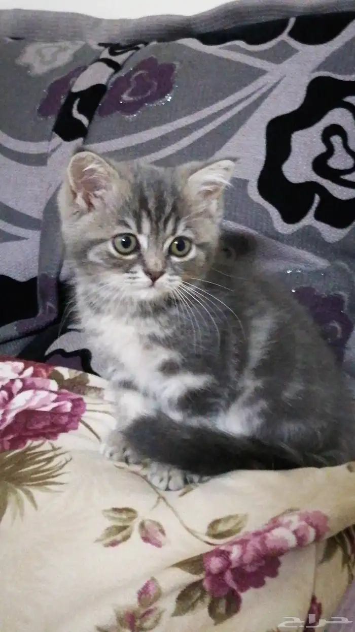 قطه سكوتش ستريت للبيع 1
