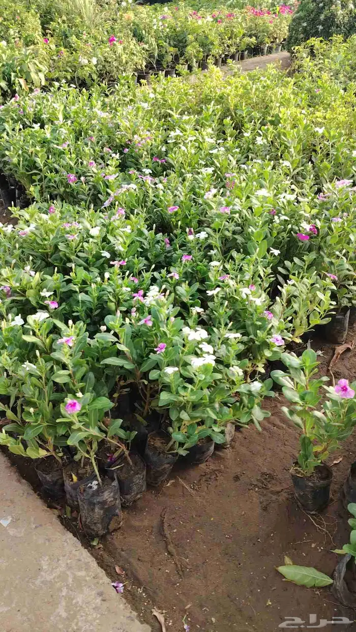 مشتل الروضة في جدة 9