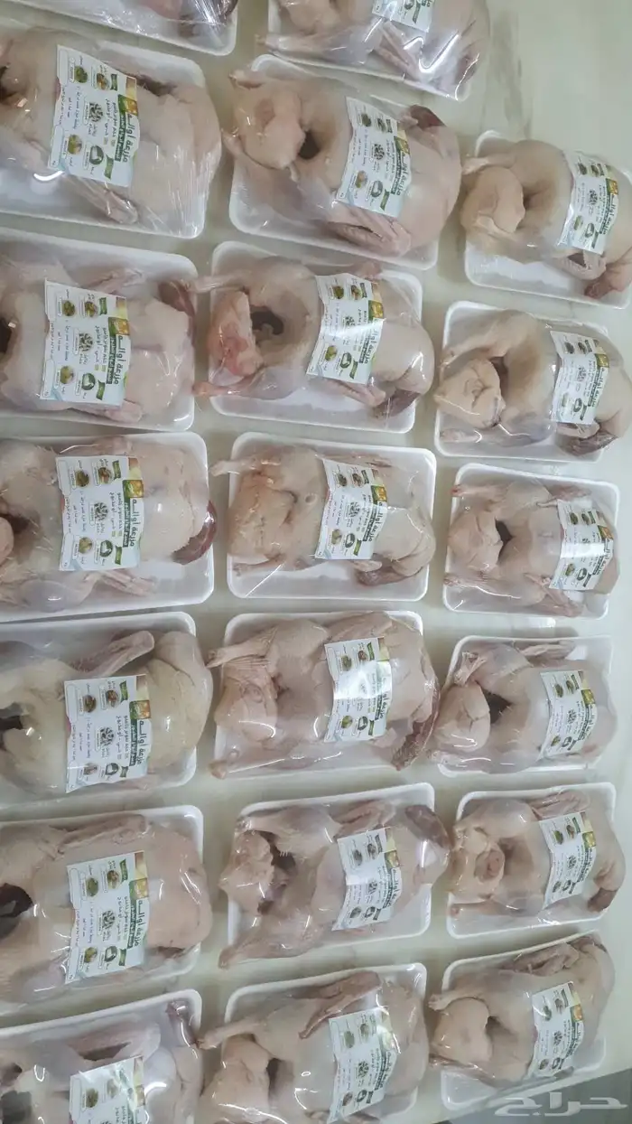 بط بكيني مذبوح مبرد 1