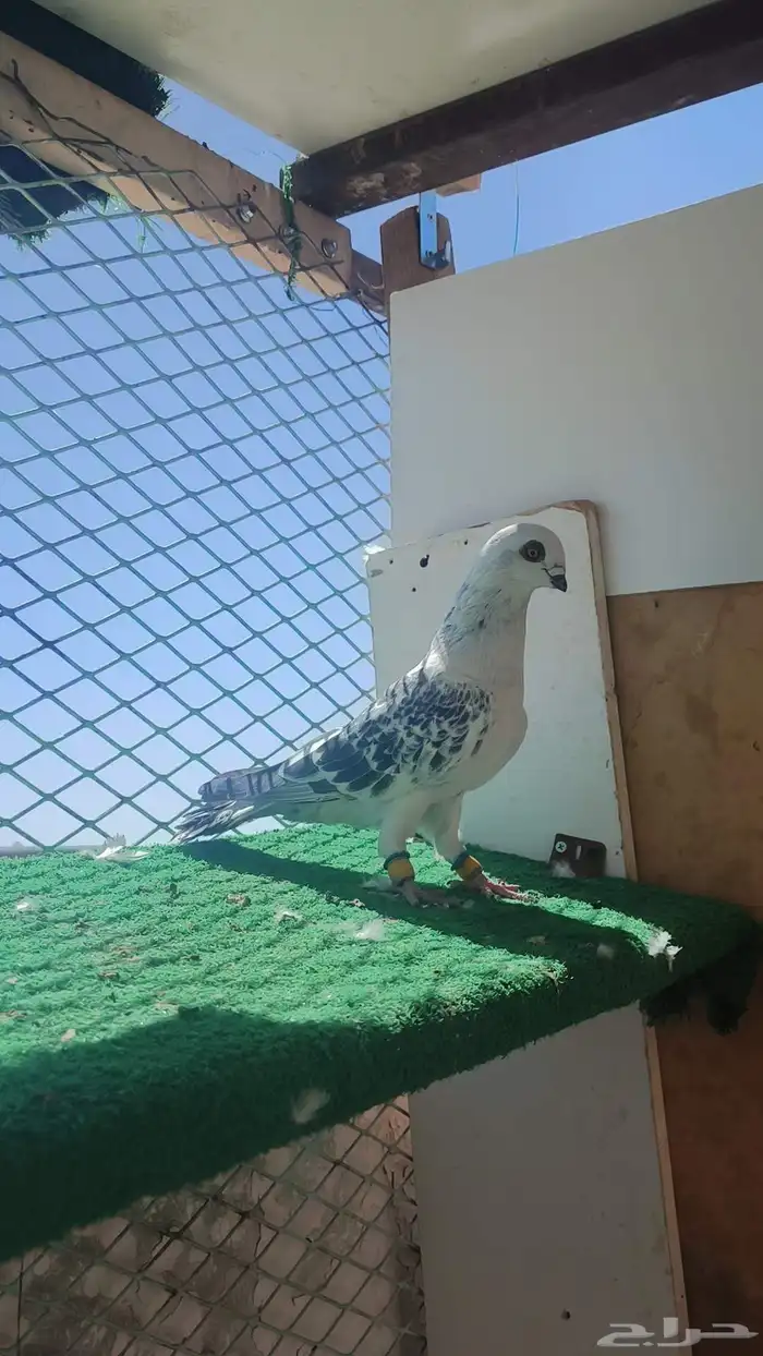 حمام شامي 2