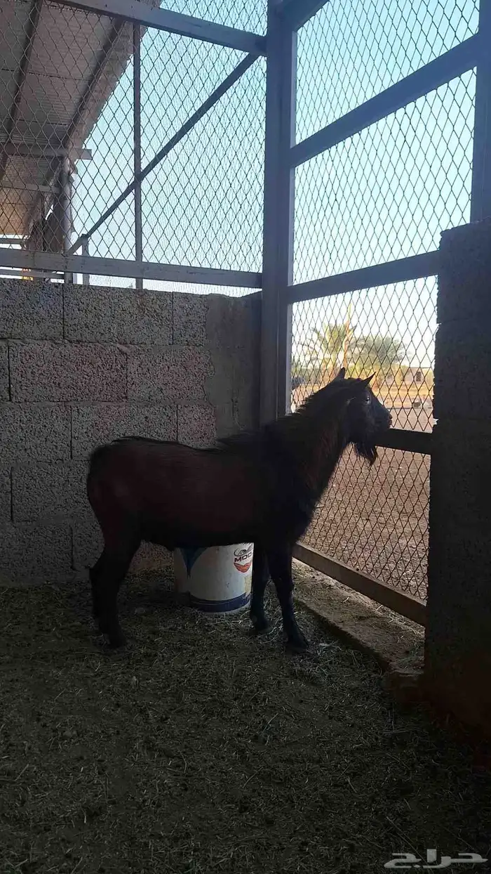 فحل قزم 1