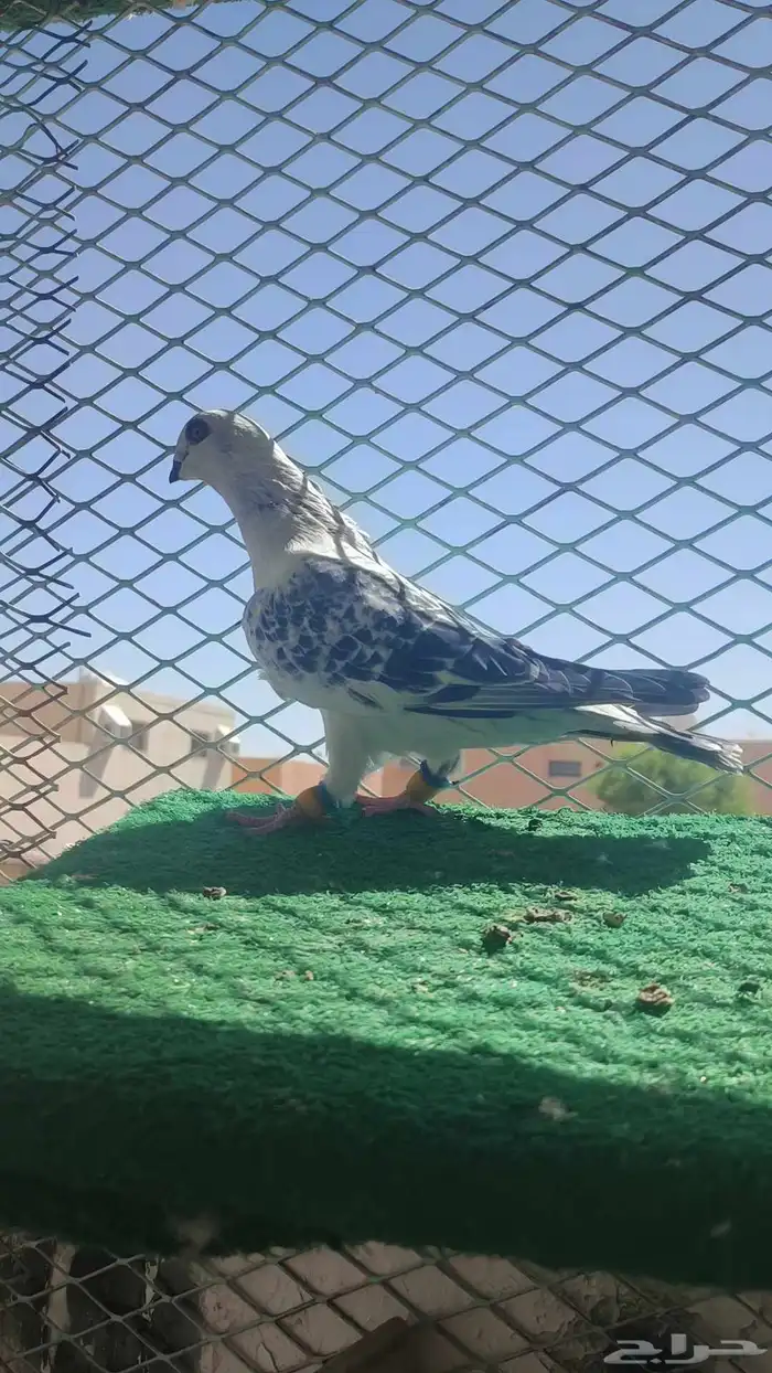 حمام شامي 3