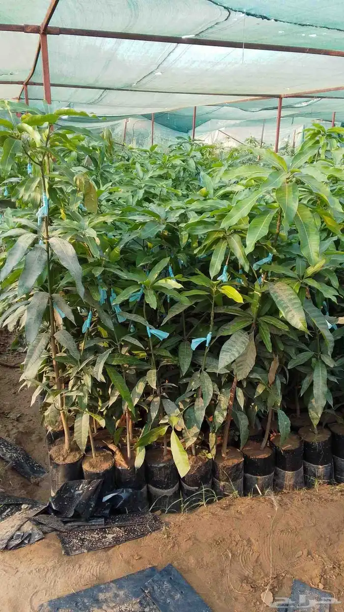 مانجو. تومي متوفر 0