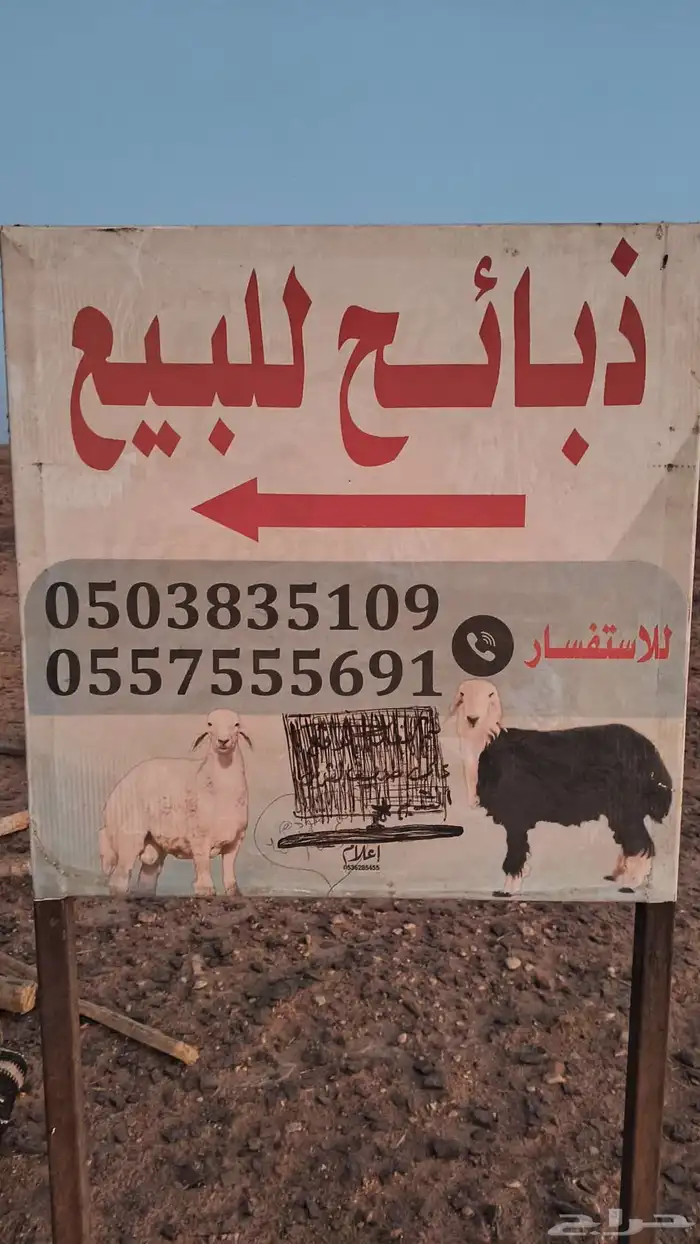 للبيع ذبايح حري 0