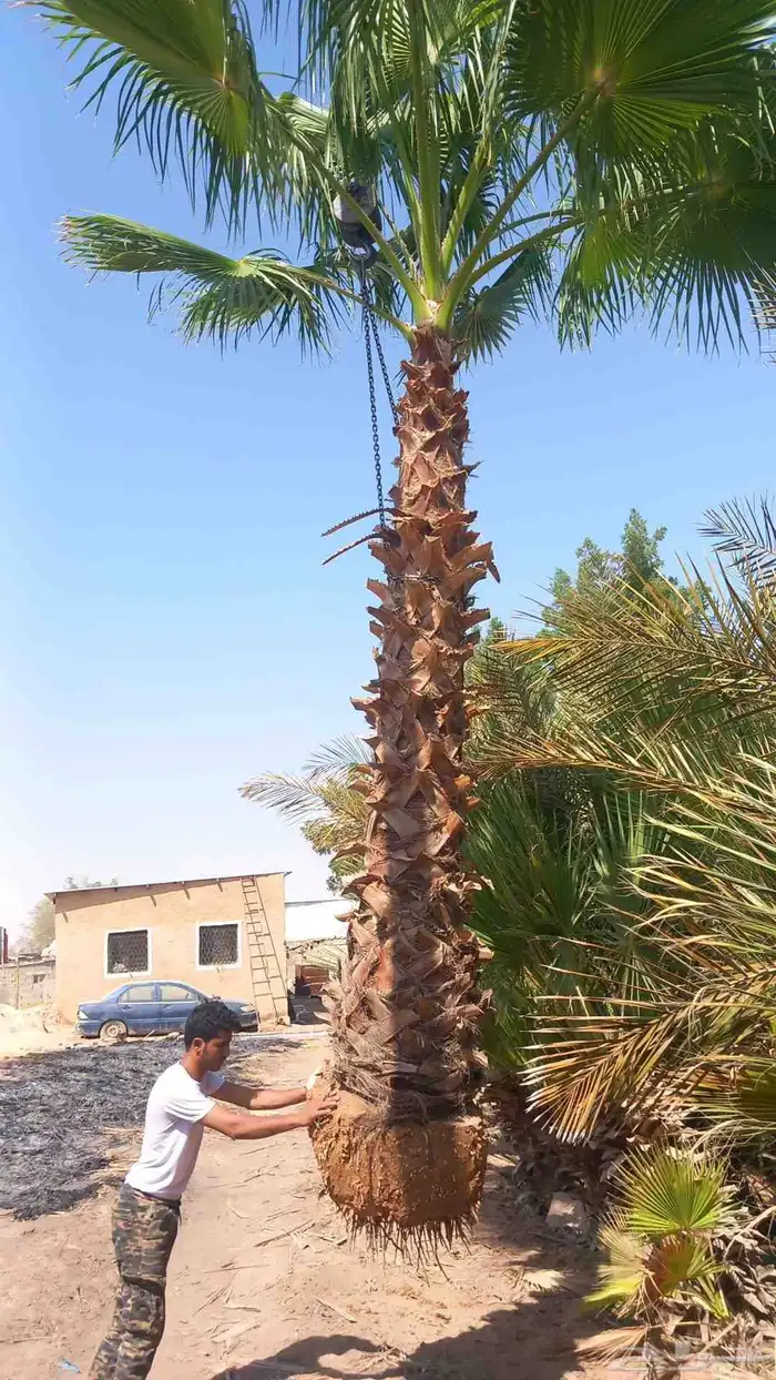 نخيل زينه نخيل مثمر 6