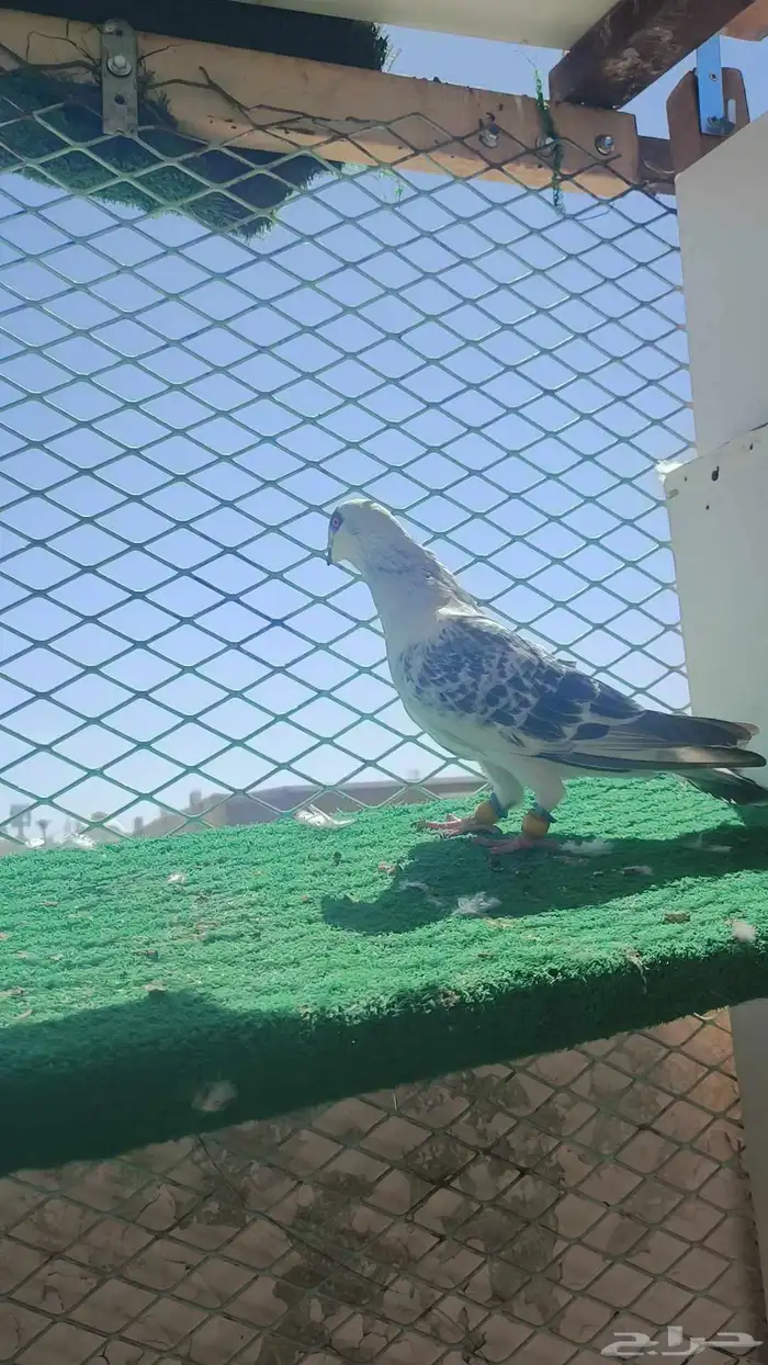 حمام شامي 5
