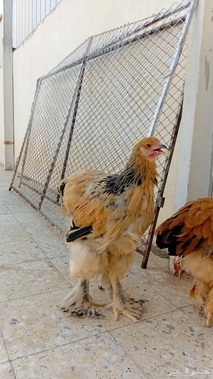دجاج براهما بوف 9