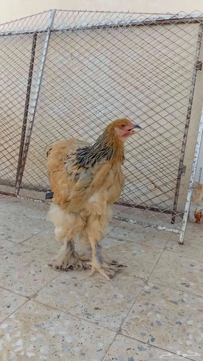 دجاج براهما بوف 8