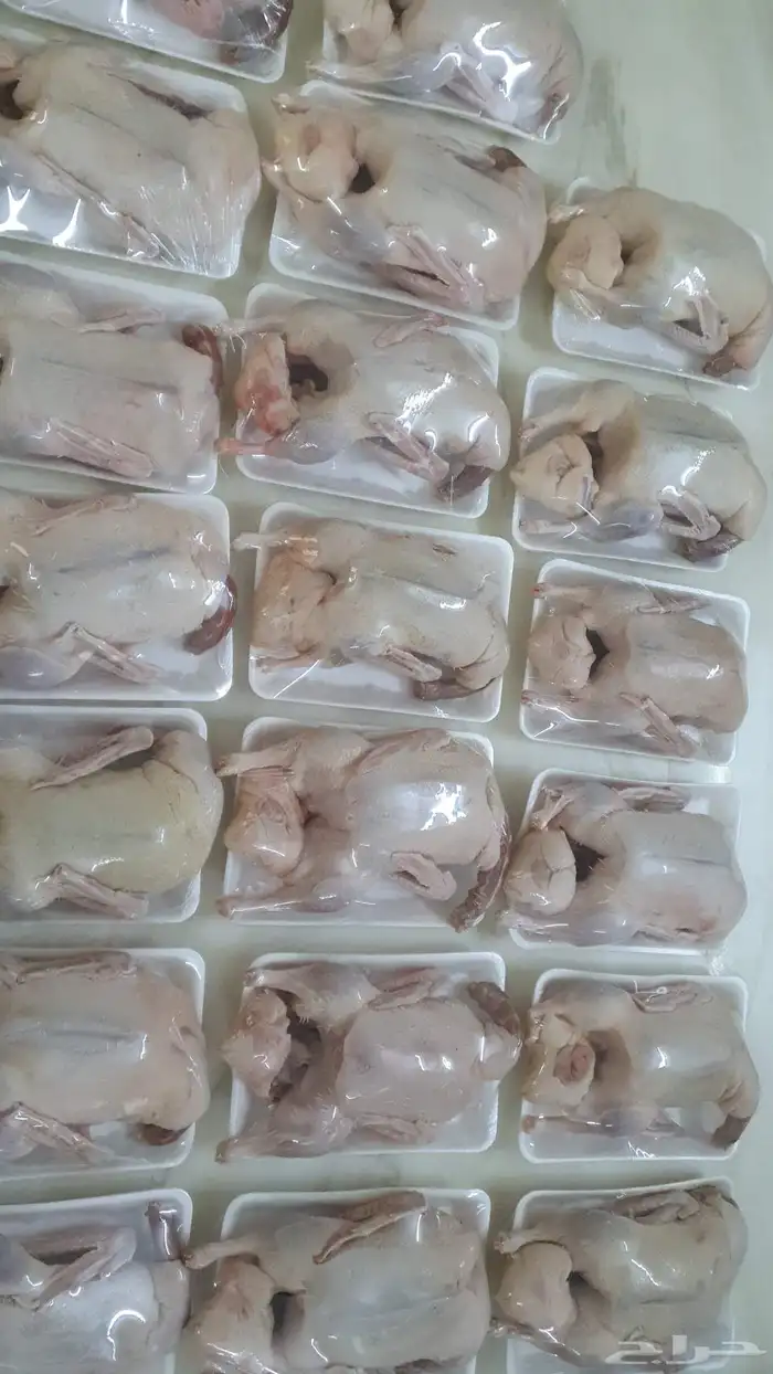 بط بكيني مذبوح مبرد 4