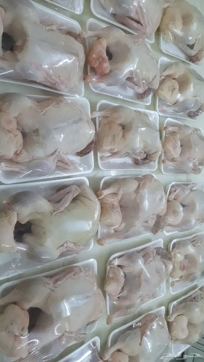 بط بكيني مذبوح مبرد 5