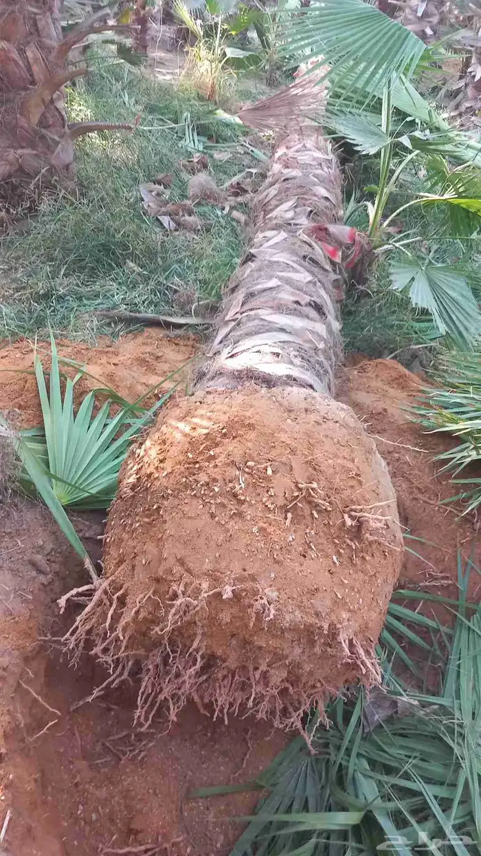 نخيل زينه نخيل مثمر 8