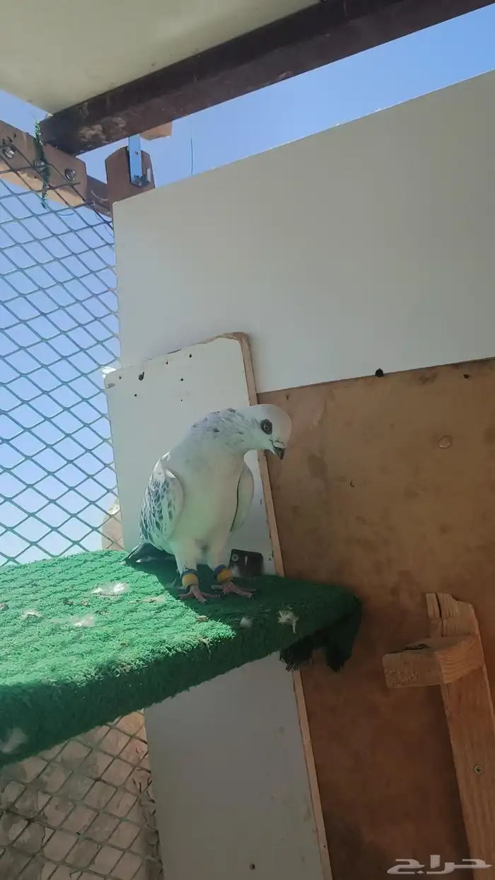 حمام شامي 6