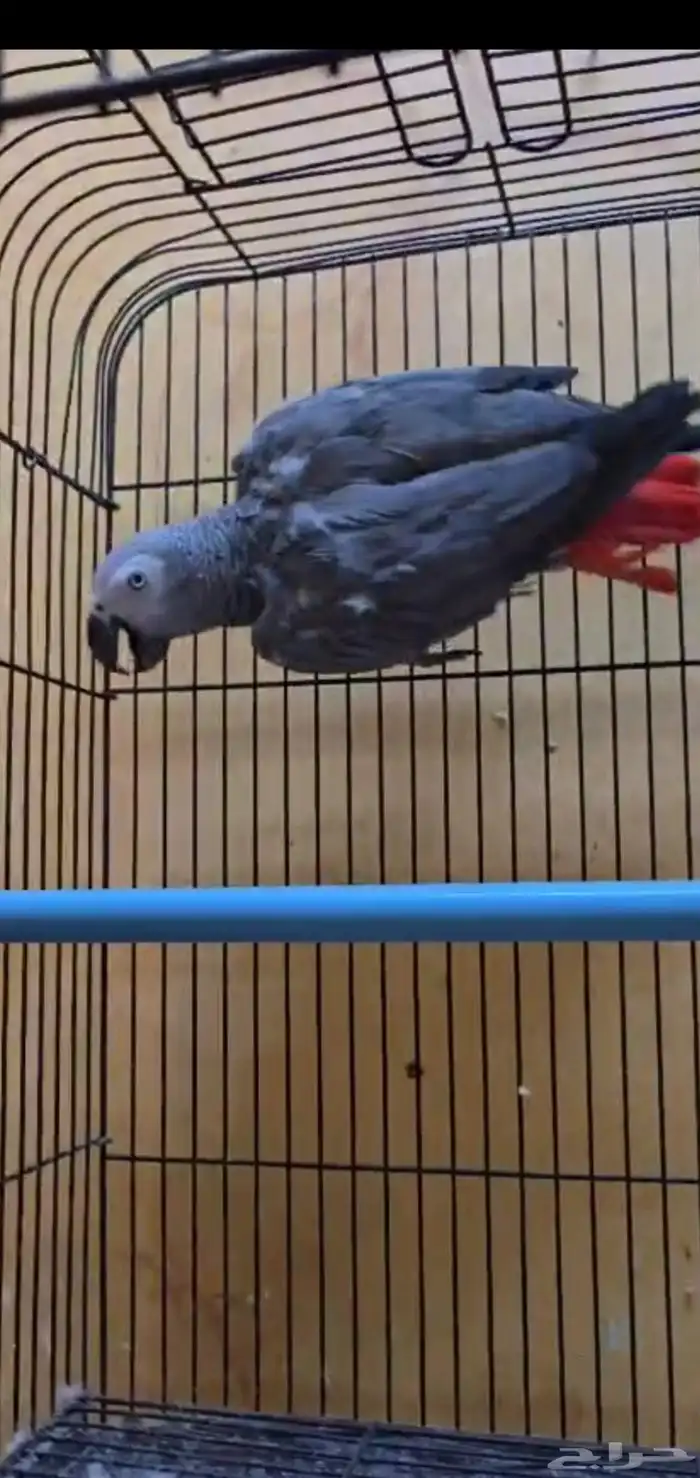 ذكر كاسكو محلل كنقو من اضخم انواع الكاسكو 1