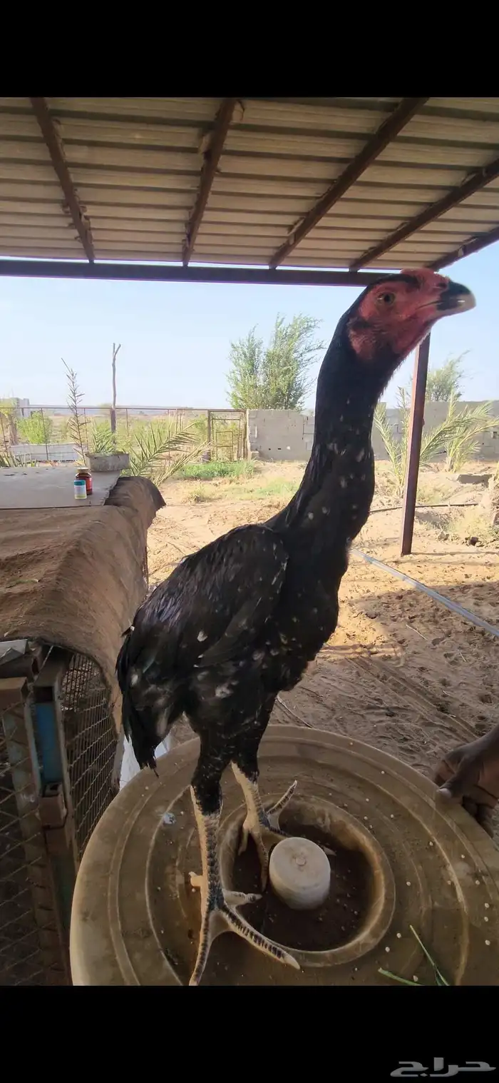 شامو الماني دم هزاز 1