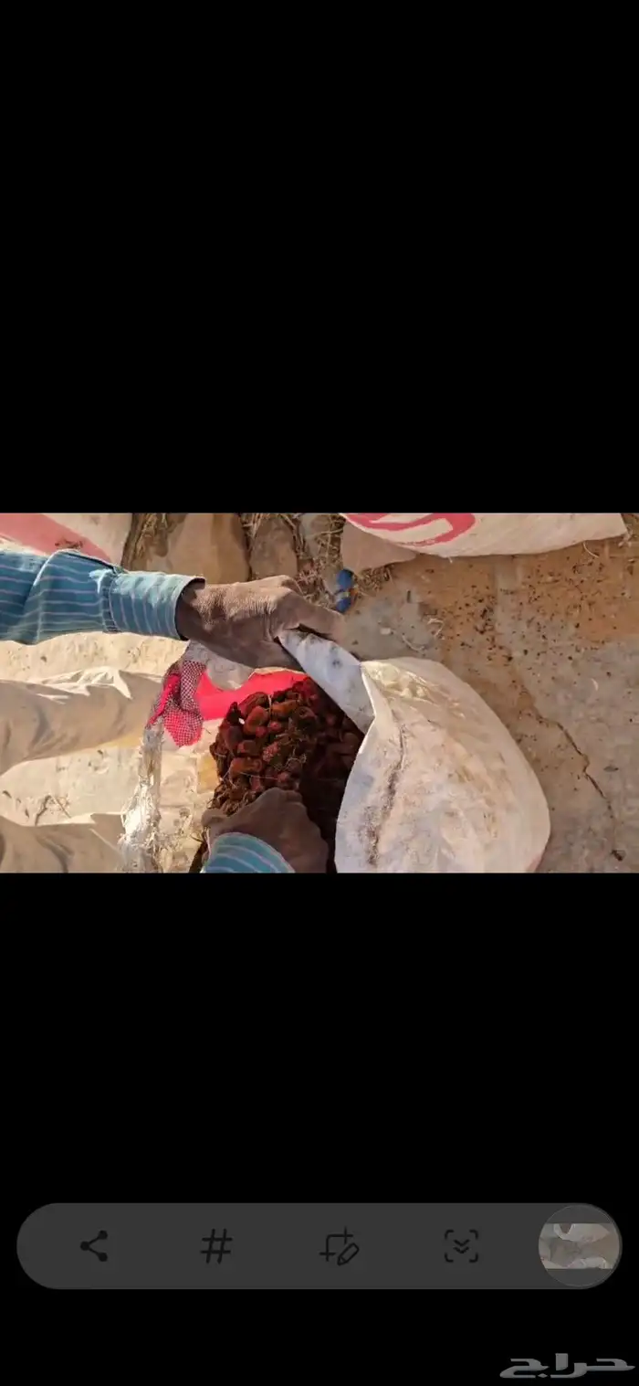 للبيع تمر حق العام ناشف شرط 4