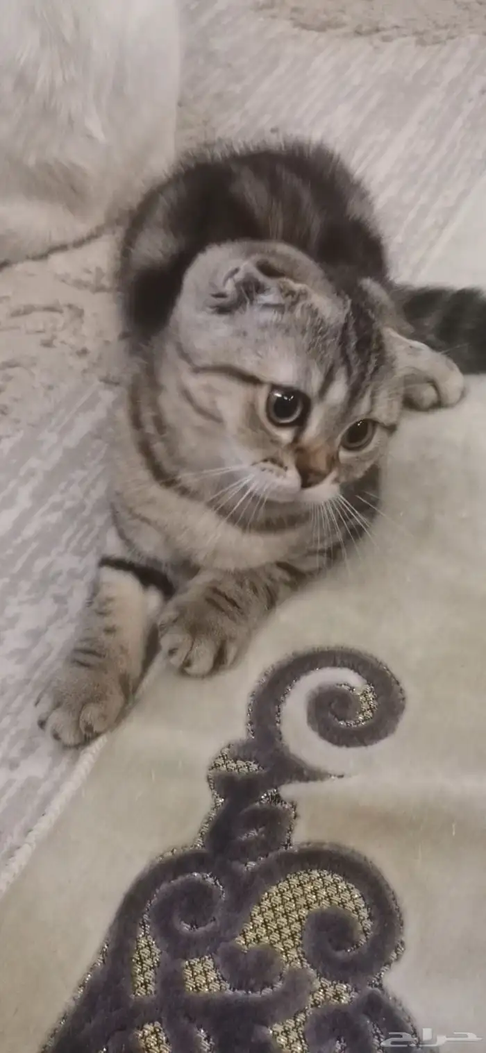 انثى سكوتش 500ريال 0