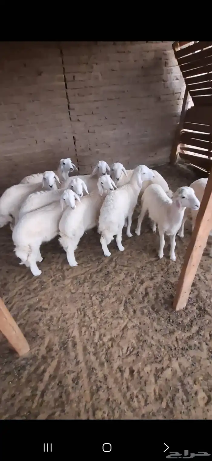 طليان للبيع 0