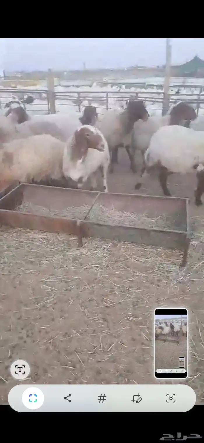 غنم نعيم اشباب طيبه 6