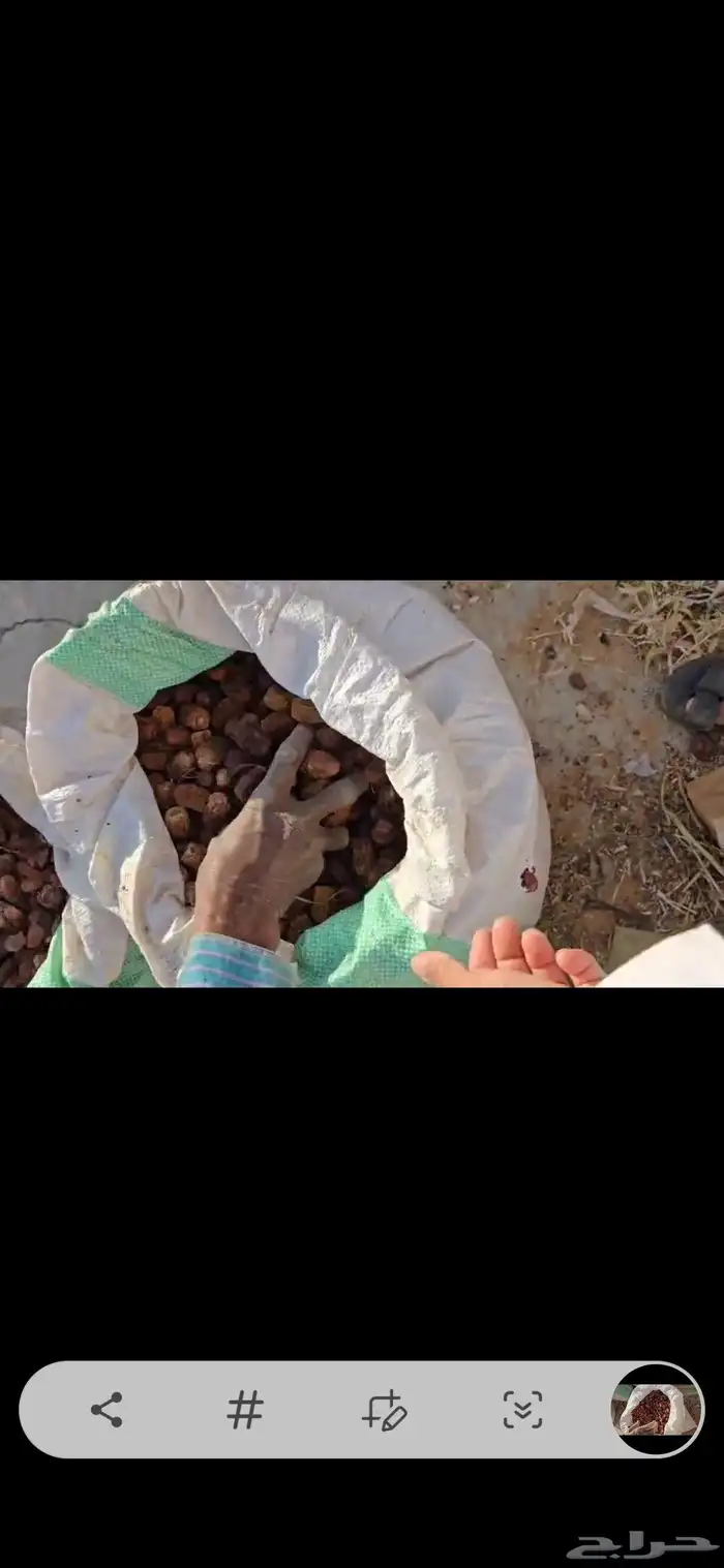 للبيع تمر حق العام ناشف شرط 1