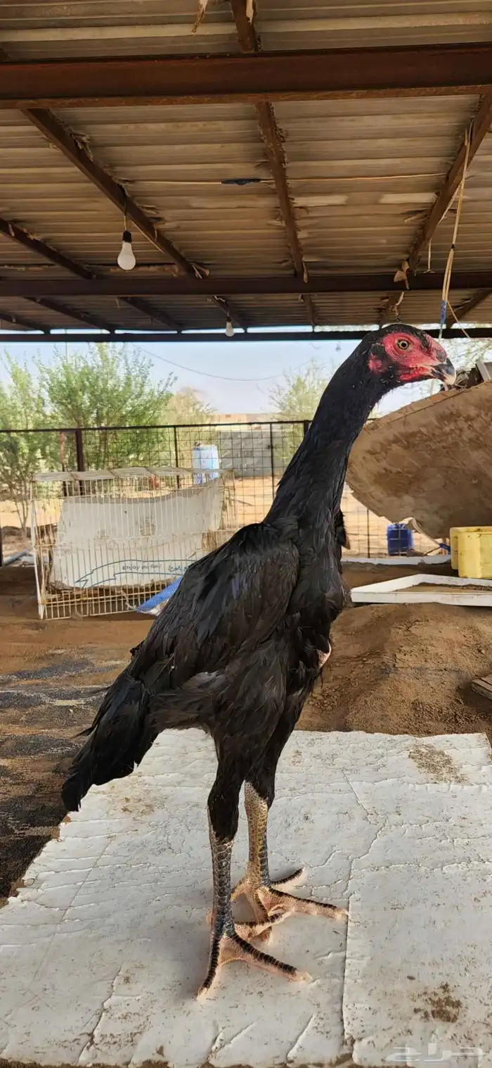 شامو الماني دم هزاز 0