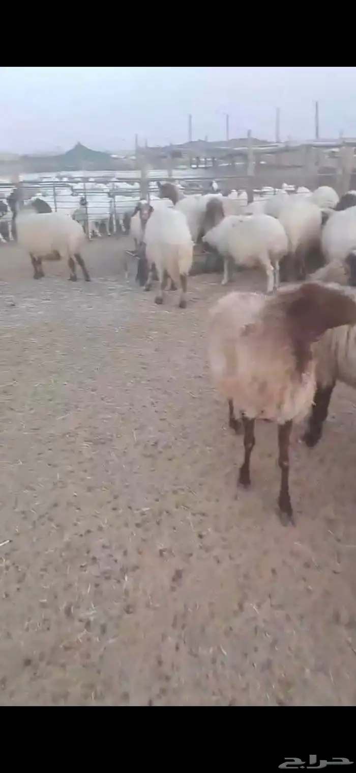 غنم نعيم اشباب طيبه 1