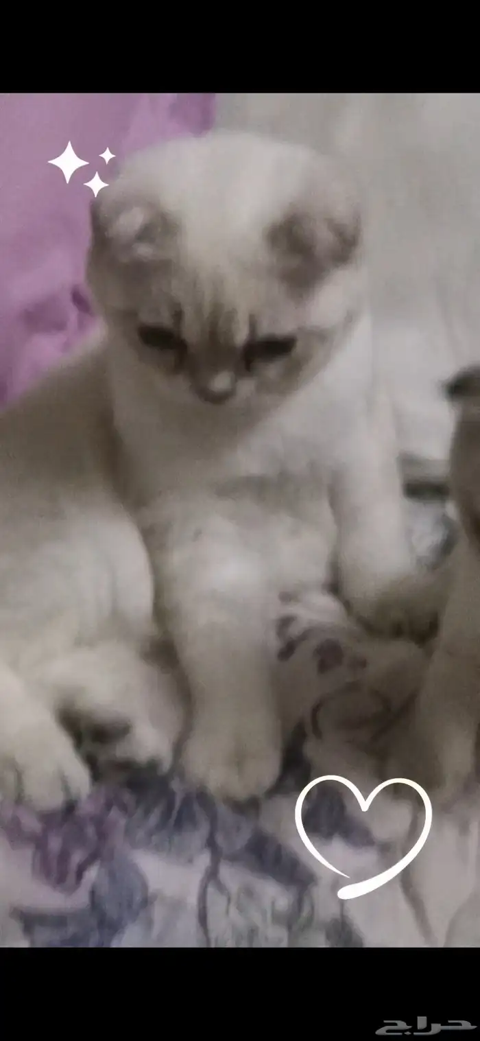 قطط سكوتش ذكور 0