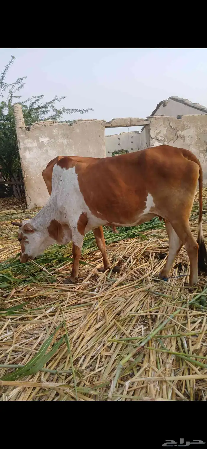 بقره 0
