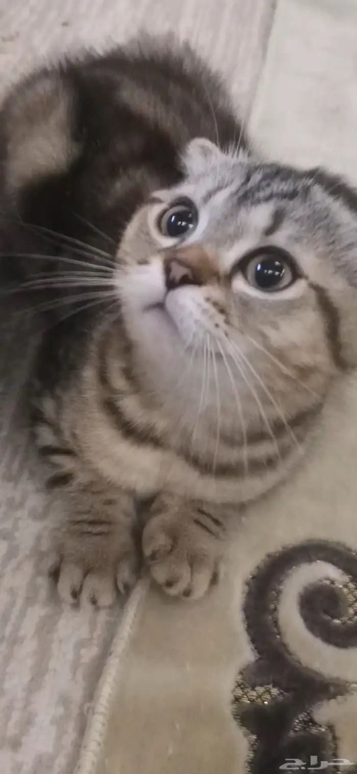 انثى سكوتش 500ريال 1