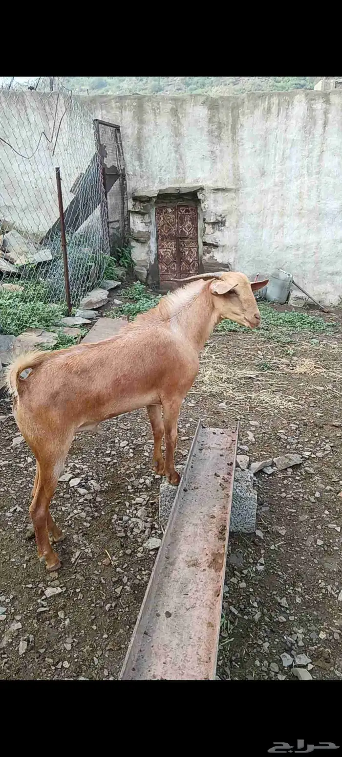 تيس املح للبيع 0
