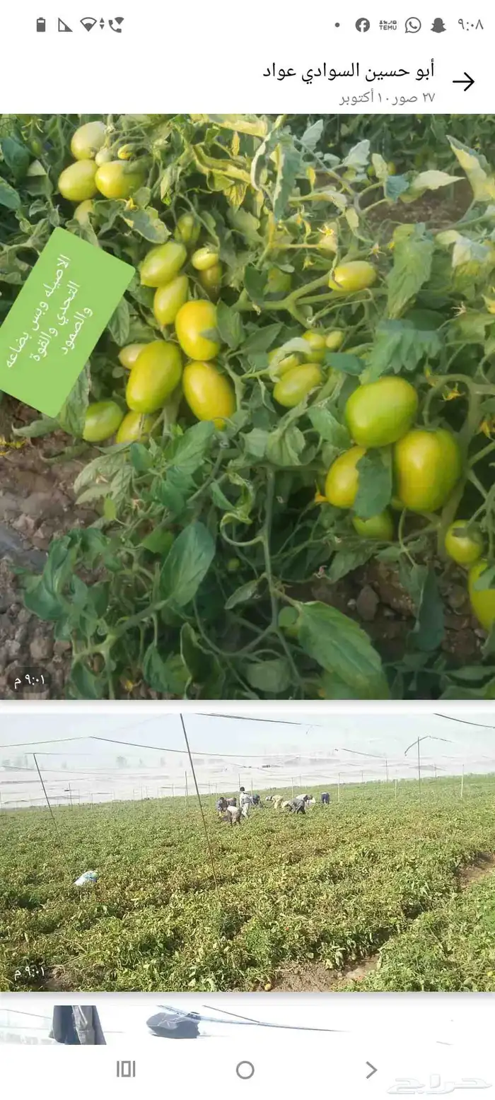 مزارع 2
