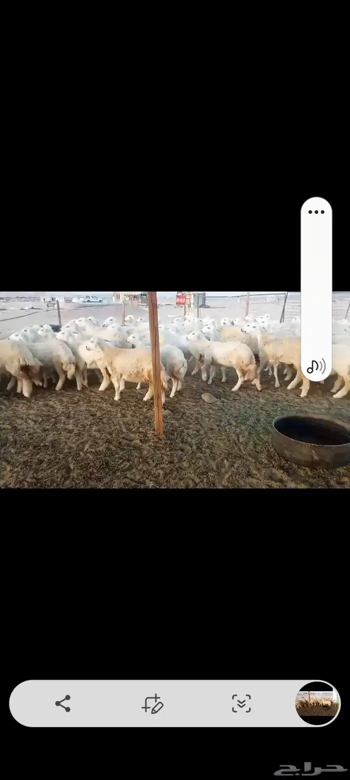 رخال حريه جدعات 9