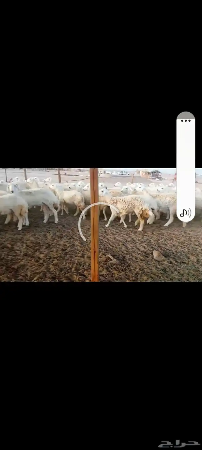 رخال حريه جدعات 1