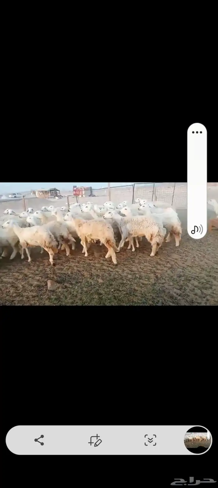 رخال حريه جدعات 2