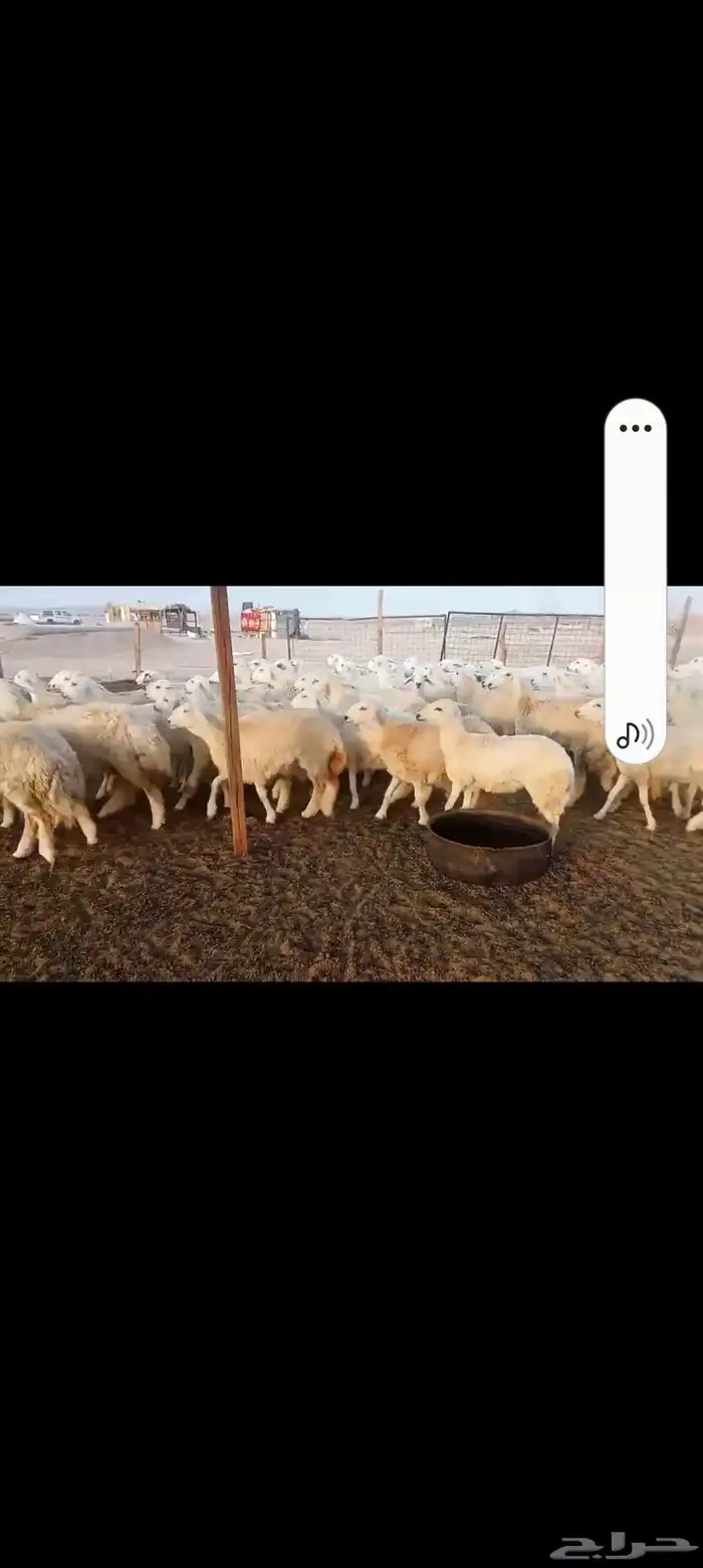 رخال حريه جدعات 7