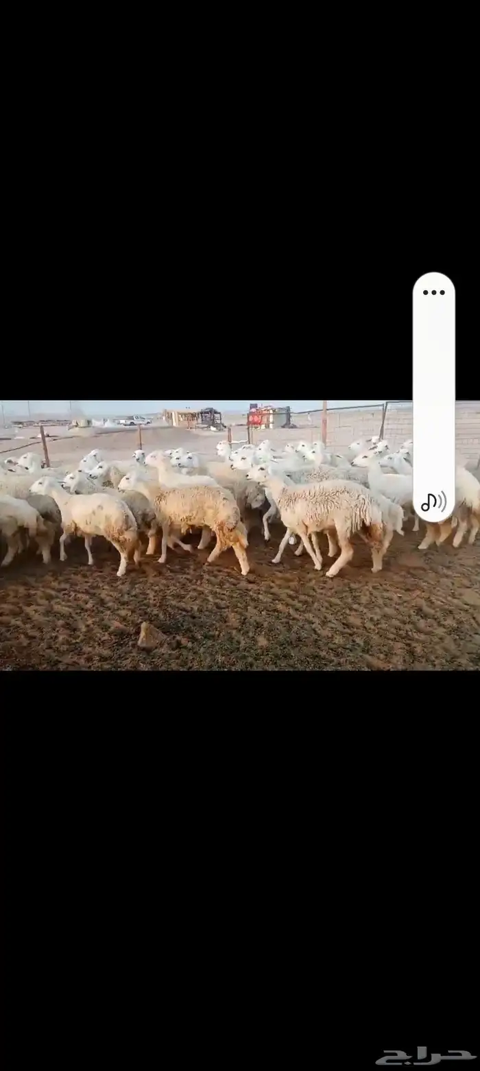 رخال حريه جدعات 3