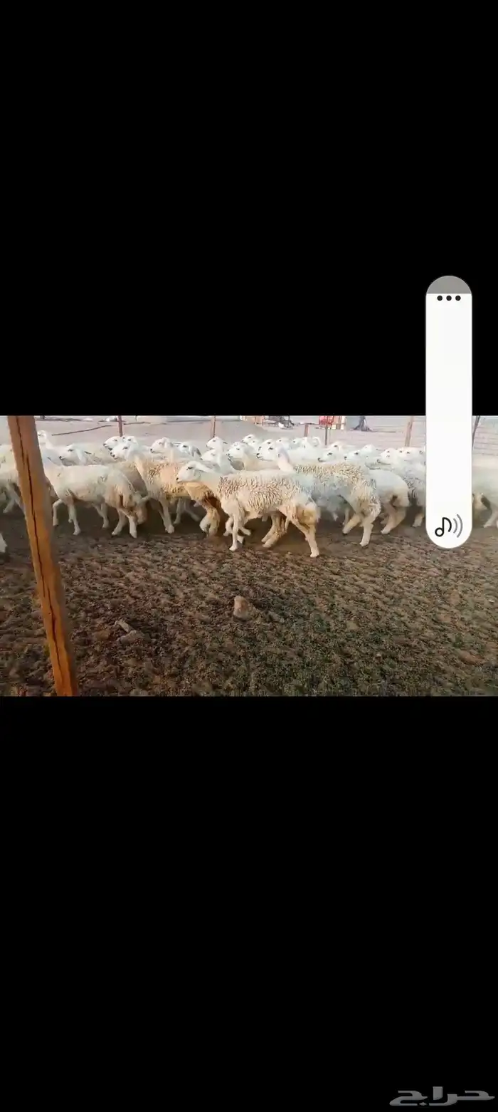 رخال حريه جدعات 0