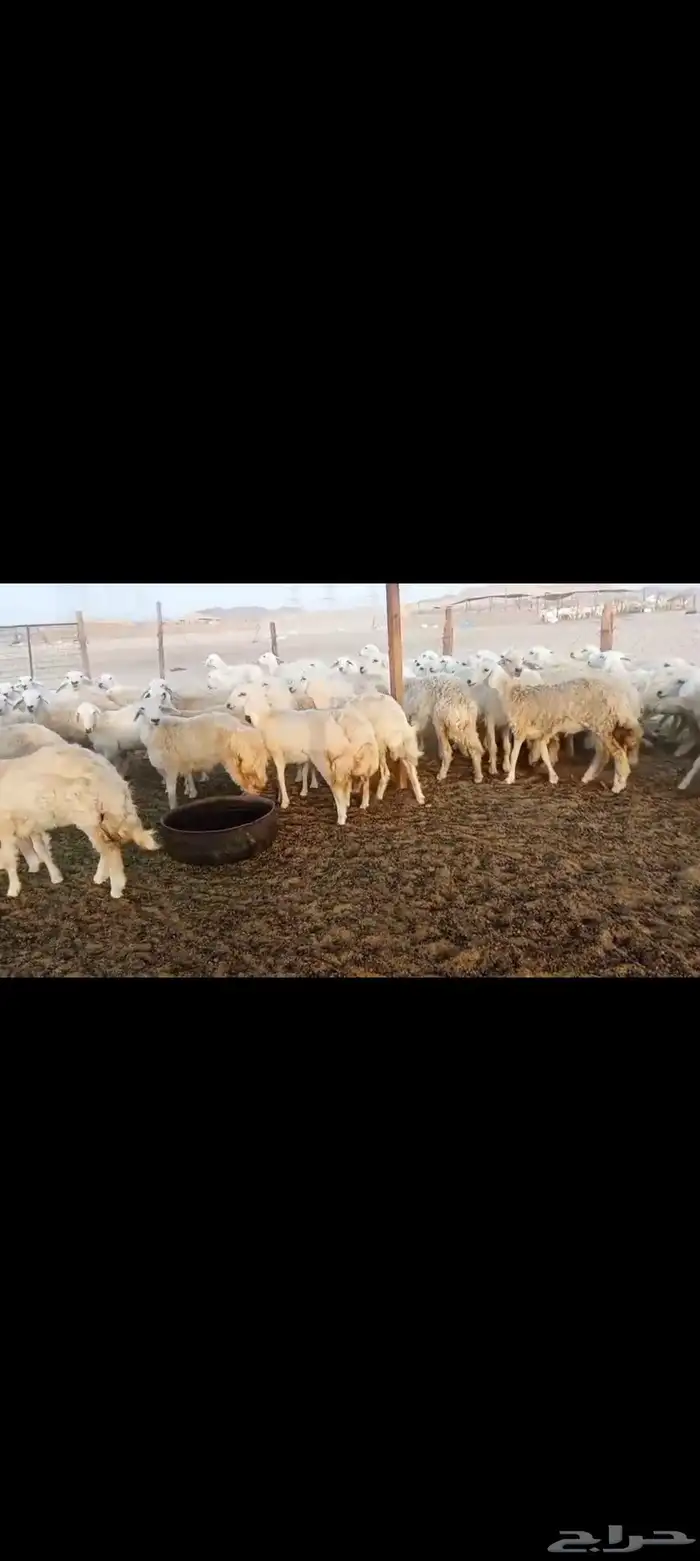 رخال حريه جدعات 8