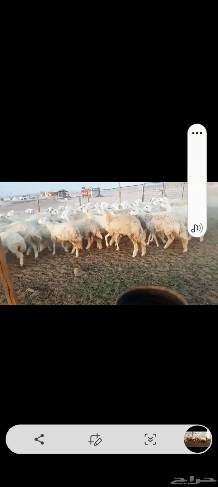 رخال حريه جدعات 5