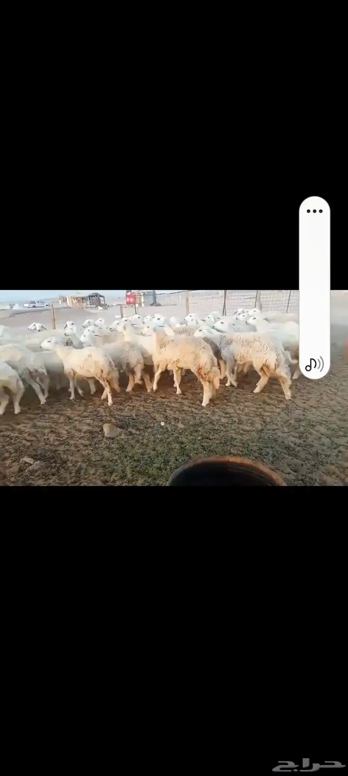 رخال حريه جدعات 6